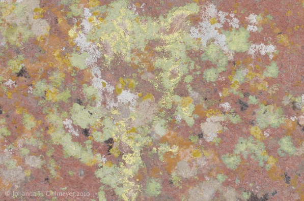 Lichen600x397