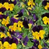 pansies