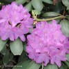 rhododendron