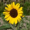 sunflower600x297