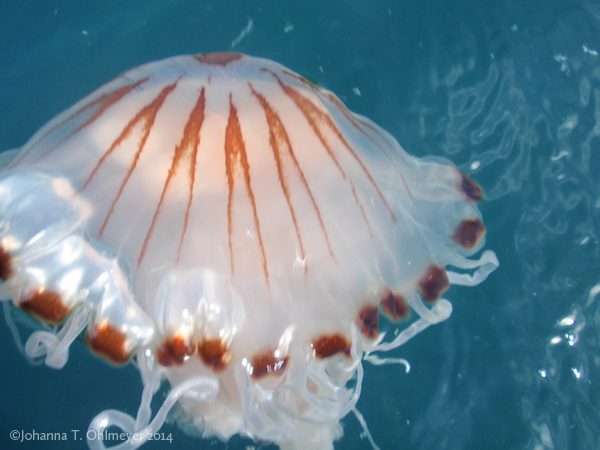 jellyfish