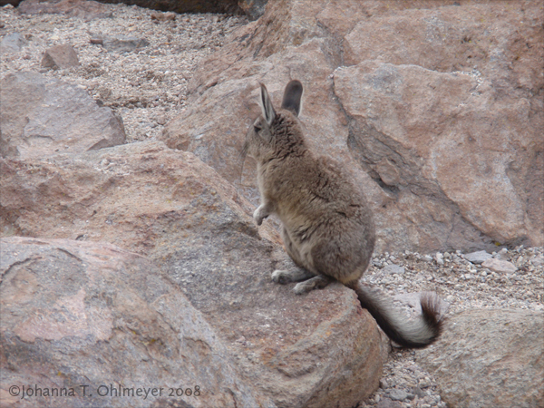 Vizcacha